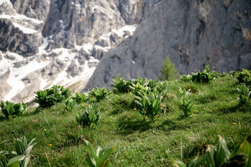 Veratrum album plants growing on alpine slope beneath the rocky peaks of the Dachstein mountains