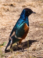Superb Starling in Serengeti National Park, Tanzania