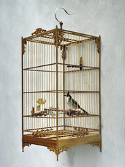  a red-whiskered bulbul in a decorative cage  on a wall along an alley in old town hoi an, central...