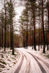 Gloomy winter forest and a dirt road