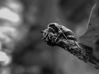 weevil or horn beetle (Coleoptera-Cerambycidae)