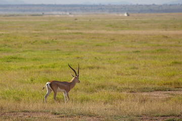 Gacela en la Vasta Sabana de Kenia