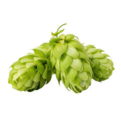 Three fresh green hop cones, essential ingredients for brewing beer and adding a distinct bitter and aromatic flavor to craft beverages.