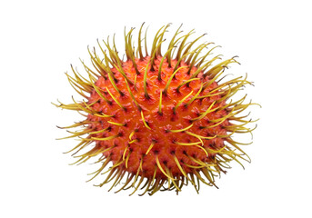 PNG Rambutan Tropical Fruit Image