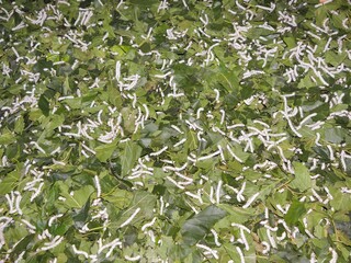 silkworm larvae feeding on mulberry leaves in  commercial silk  harvesting in the french colonial...