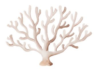 Watercolor illustration of white coral on transparent background.