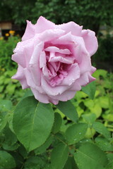 Gorgeous pink-lilac rose after the rain, close-up.