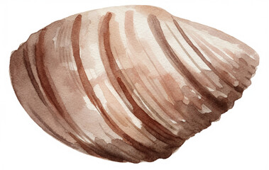 Watercolor illustration of a seashell on transparent background.