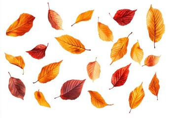 Obraz premium Colorful Autumn Leaves in Shades of Red, Orange, and Yellow Isolated on White Background for Seasonal Decor and Nature Themes