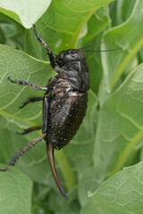 Closeup on a large brown Bronze Glandular Bush-Cricket, Bradyporus dasypus hanging in the vegetation