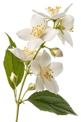 Jasmine flowers isolated