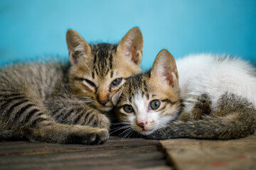 A group of cute kittens snuggled together on a wooden surface, creating a tranquil scene