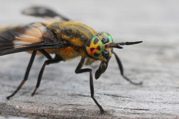 Closeup on the beautiful eyes of the Splayed Deer Fly, Chrysops caecutiens, Tabanidae