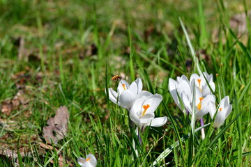 krokus