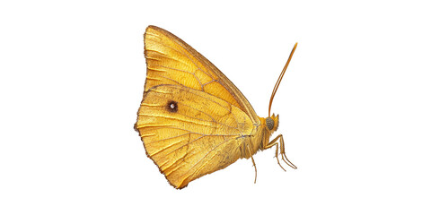 Yellow Butterfly. Detailed Insect Illustration For Nature And Wildlife Education Isolated On Transparent Background