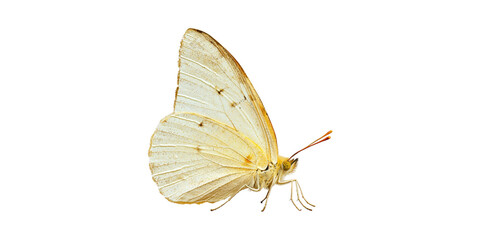 Butterfly. Symbol Of Transformation And Natural Beauty Isolated On Transparent Background