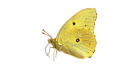 Fototapeta premium Yellow Butterfly. Detailed Close-Up Of Insect'S Wing Patterns And Antennae Isolated On Transparent Background