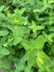 Mięta dużo zieleni, polska wieś © Maciej G. Szling