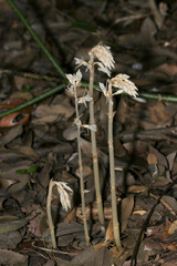 暗い林内にネイティブな容姿の腐生植物タシロランが群生（自然環境下マクロ撮影）