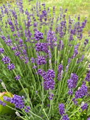 Polska wieś, lawenda kwiaty 