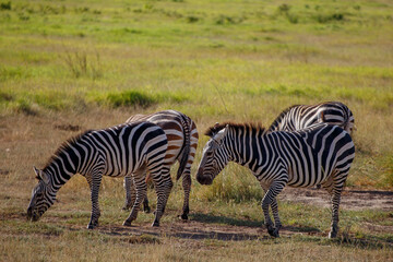 Manada de Cebras Pastando en la Sabana Africana de Kenia