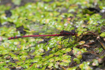Closeup on a European large red damselfly, Pyrrhosoma nymphula sitting at the edge of a pond