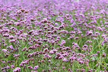 Obraz premium Background of purple verbena flowers