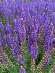 Lawenda, polska wieś.