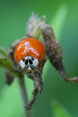 Closeup on a spotless red colored Asian ladybird beetle, Harmonia axyridis