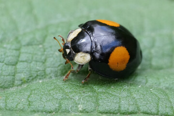 Closeup on a two spotted Asian ladybird beetle, Harmonia axyridis conspicua on a green leaf