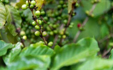 Green and red coffee beans on the tree