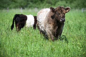 black and white cows  in a field