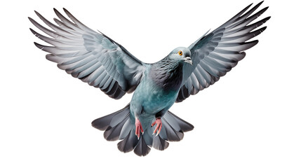 Obraz premium Detailed close up of a Pigeon in midflight shows spread wings and bright eyes against a plain background transparent.