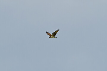 osprey in flight