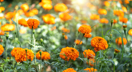 Marigold flowers blossom in the garden