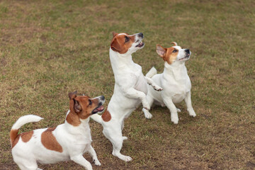 Group of Active Jack Russell Terriers Playing Together Outdoors on Grass in the Backyard