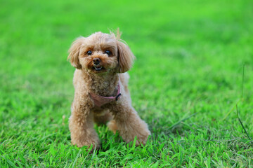 広い公園で遊ぶトイ・プードル