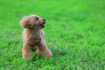 Fototapeta premium 緑の公園で遊ぶトイ・プードル