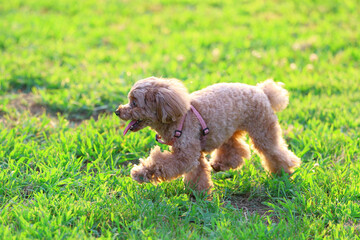 緑の公園で遊ぶトイ・プードル