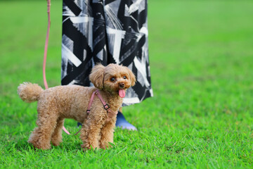 新緑の芝生の上を飼い主さんと散歩するトイ・プードル