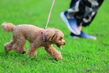 新緑の芝生の上を飼い主さんと散歩するトイ・プードル