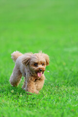 芝生の上を散歩するトイ・プードル