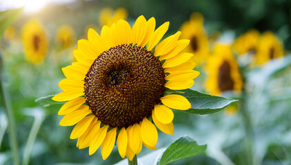 Sunflowers blooming in the field