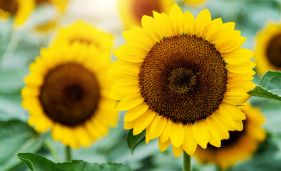 Obraz premium Sunflowers blooming in the field