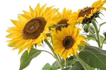 sunflowers isolated on white background © Candra