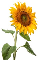 Naklejka premium sunflower isolated on white background