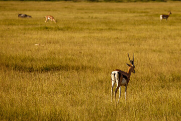 Gacela Caminando por la Vasta Sabana Dorada de Kenia