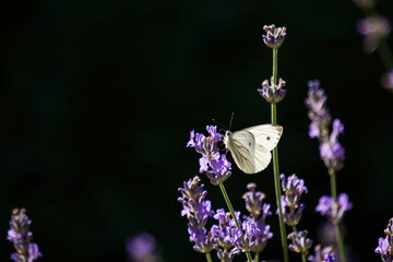 Kahlweissling im Garten
