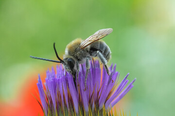 Closeup on a male longhorn solitary bee, Eucera, sipping nectar from a purple thistle flower