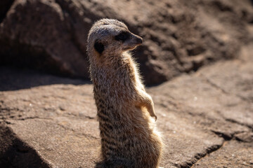 meerkat sitting rock brown 